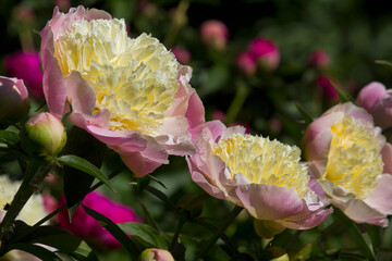 Pink peony close-up. A garden with blooming pink peonies of the Gold Deusted variety.