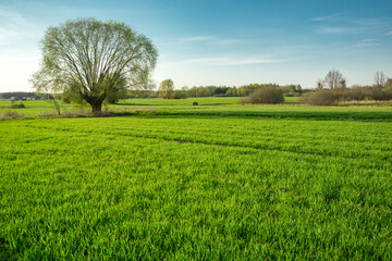 Willow and green field