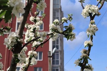 Urban residential building at spring blooming