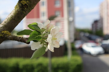 Blooming branches of apple tree close up. Spring landscape in the city. Spring street.