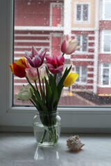 Colorful tulips in vase on the windowsill at rainy weather. Home decor with flowers.