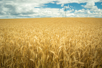 A huge field with golden grain and clouds in the sky