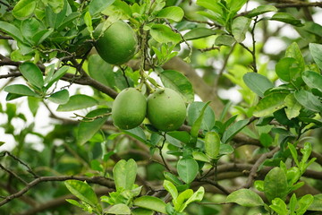 Close-up of Melia azedarach flower blooming on a tree