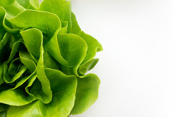 Juicy crispy salad leaves banner. Lettuce lettuce vitamins natural bio eco. texture background....