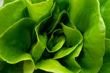Juicy crispy salad leaves banner. Lettuce lettuce vitamins natural bio eco. texture background....