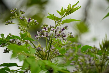 Close-up of Melia azedarach flower blooming on a tree