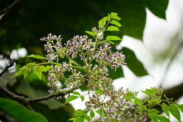 Close-up of Melia azedarach flower blooming on a tree