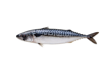 Fresh Saba Mackerel from the Atlantic Ocean Rich in HDL Omega3