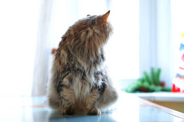 Siberian Cat Is Sitting On The Table, Window Background. Selective Focus. Vertical Orientation.
