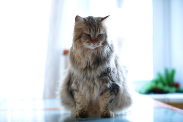 Siberian Cat Is Sitting On The Table, Window Background. Selective Focus. Vertical Orientation.