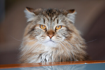Siberian Cat Portrait With Yellow Eyes. Selective Focus.