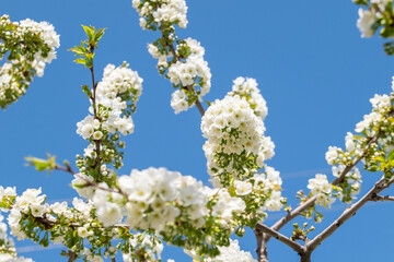 white cherry blossom