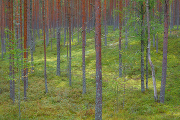 Beautiful pine and forest in Estonia with a thick layer of green moss covering the forest floor,...