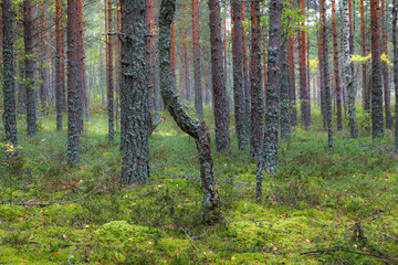 Beautiful pine and forest in Estonia with a thick layer of green moss covering the forest floor,...