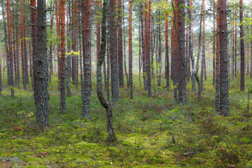 Beautiful pine and forest in Estonia with a thick layer of green moss covering the forest floor,...