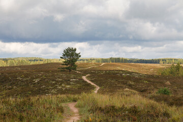 A path winds through a meadow, passing by alone tree. Former marchland, drained by human.