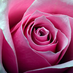 pink rose flower close up - 790876106