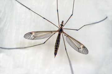 close up of a insect, nacka,sverige,mats,sweden