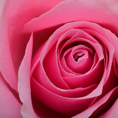 pink rose flower close up - 790876705