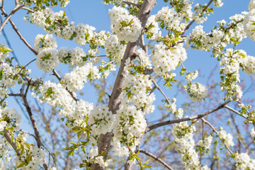 blooming tree