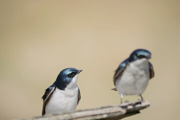 Tree swallows perched on a birdhouse during a spring season at the Pitt River Dike Scenic Point in Pitt Meadows, British Columbia, Canada