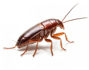 airbrushed digital simple illustration of an cockroach, isolated on a pure white background