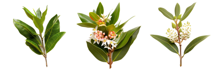 set of laurel flowers, showcasing varieties from around the world, isolated on transparent background