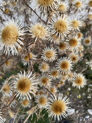 Obraz premium Blossoms bursting: a majestic cluster of flowers adorning a tree