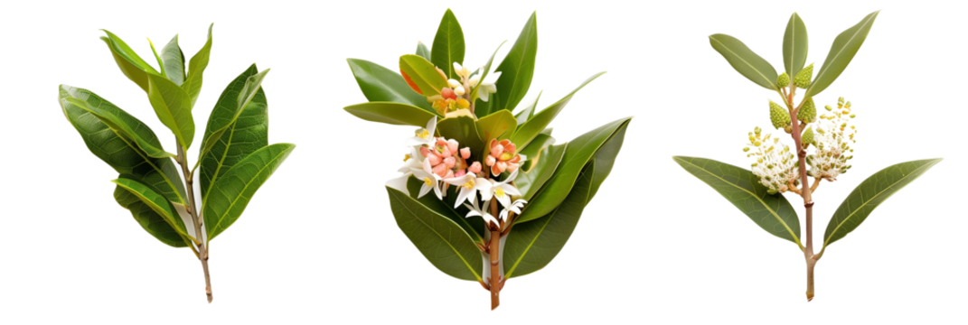 set of laurel flowers, showcasing varieties from around the world, isolated on transparent background