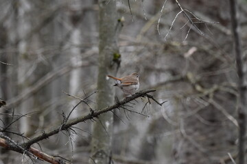 La Plaine 21 Avril 2024