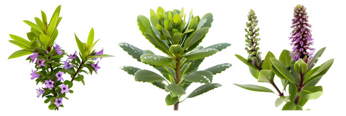 set of hebe plants, known for their whorled leaves and flower spikes, isolated on transparent background