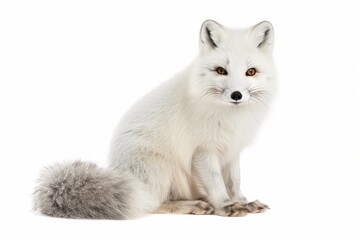 Arctic fox photo on white isolated background