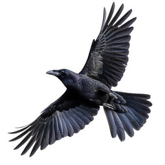 Flying American Crow Bird