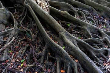 Earth full of big roots of a natural plant. Amazing centenarian tree with large trunk and big roots above the ground. View of the old tree with roots. Close up view of the base of the tree in forest.