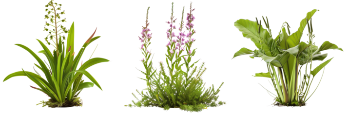 set  of alpine plants, adapted to high altitudes, isolated on transparent background