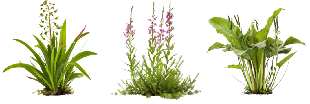 set  of alpine plants, adapted to high altitudes, isolated on transparent background