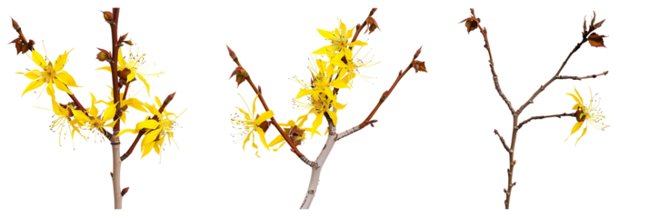 set of hazel plants, with yellow flowers in bloom, isolated on transparent background
