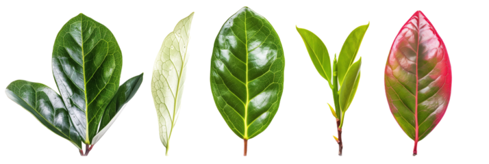 set of rhododendron leaves, varying in shape and color, isolated on transparent background