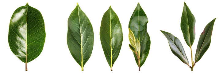 set of rhododendron leaves, varying in shape and color, isolated on transparent background