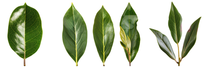 set of rhododendron leaves, varying in shape and color, isolated on transparent background