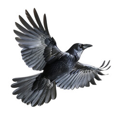 Naklejka premium Flying American Crow Bird