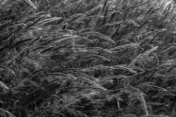 pampas grass
