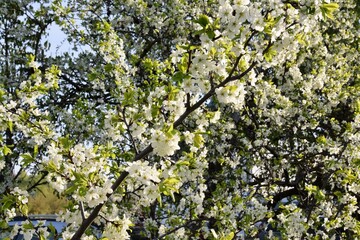Spring background. Blooming apple tree