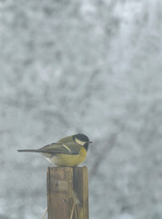 Winter snowy day, bird sitting on a perch