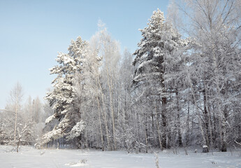 Beautiful winter forest. Pine and birch trees are covered with snow