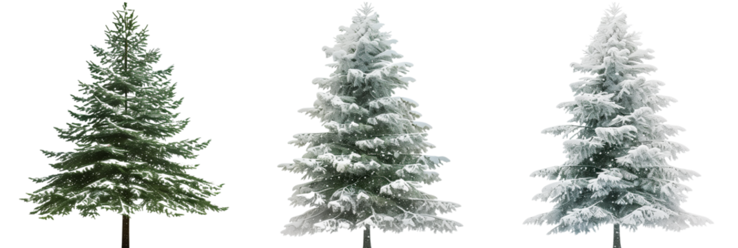 set of fir trees, snow-dusted and stately, isolated on transparent background