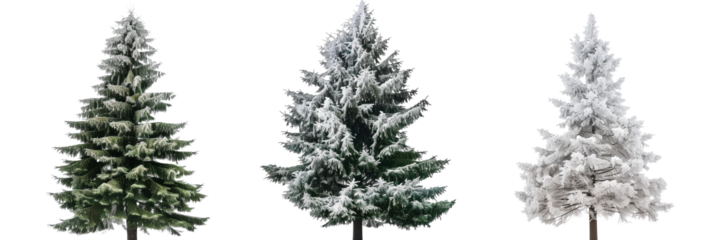 set of fir trees, snow-dusted and stately, isolated on transparent background