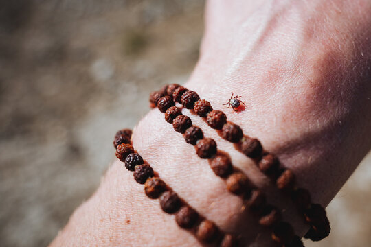 A tick looks for a bite site crawling on a person's skin on a sunny day, an infected parasite, an insect with encephalitis.