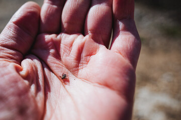 A small black tick crawls on the skin on the hand, a dangerous little insect.