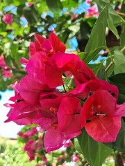 buganvília rosa